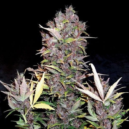 Dr Choice Seeds - Purple Ryder Auto