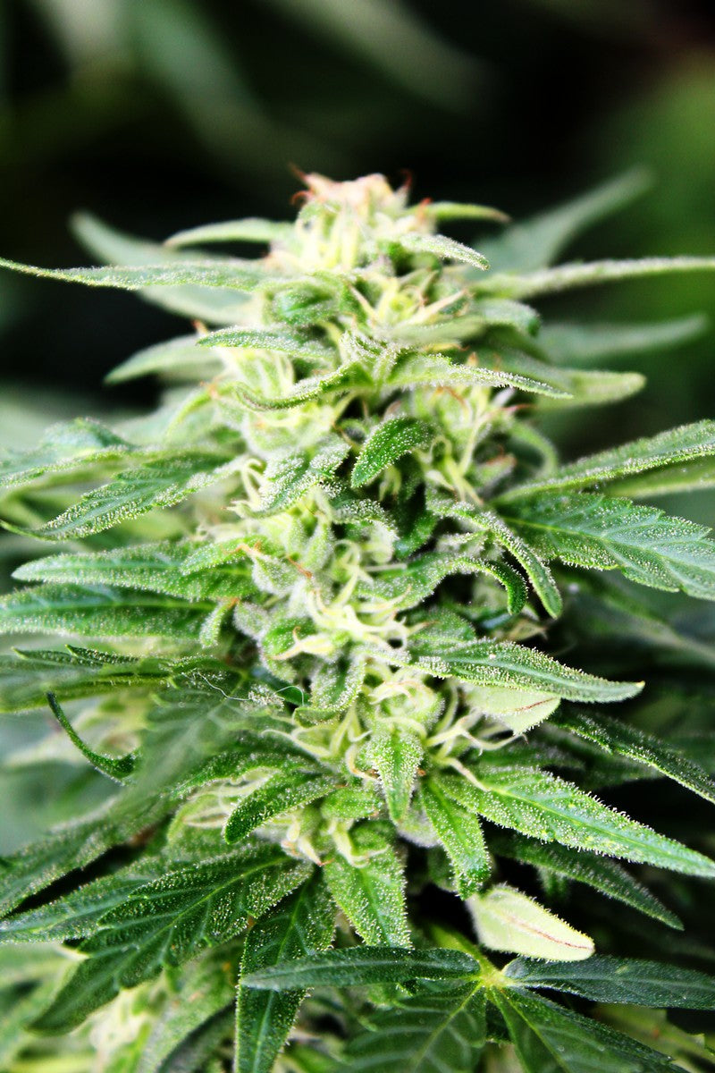 Dr Choice Seeds - Deepforest Super Auto