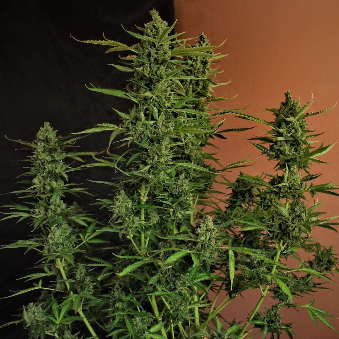 Dr Choice Seeds - Devotchka Auto
