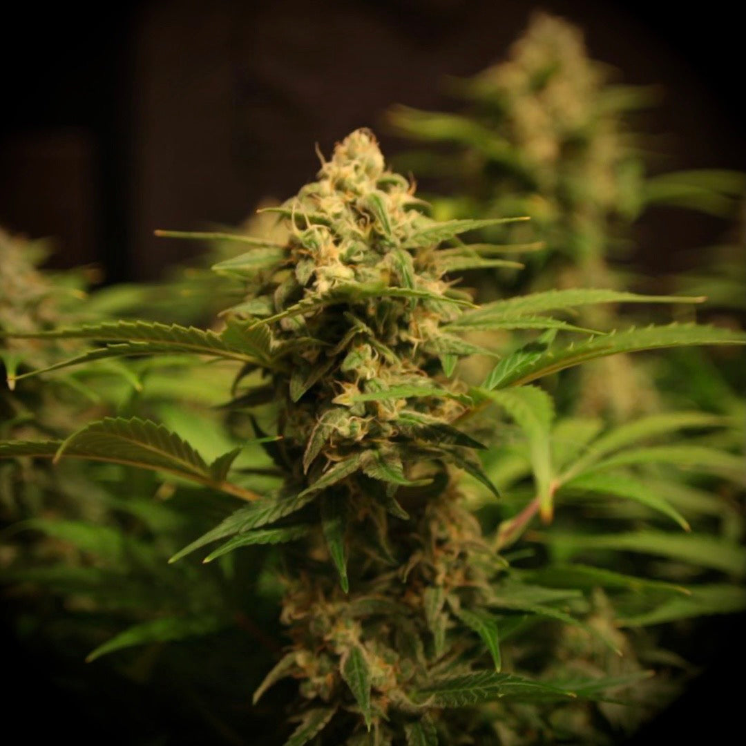 Dr Choice Seeds - Devotchka Auto