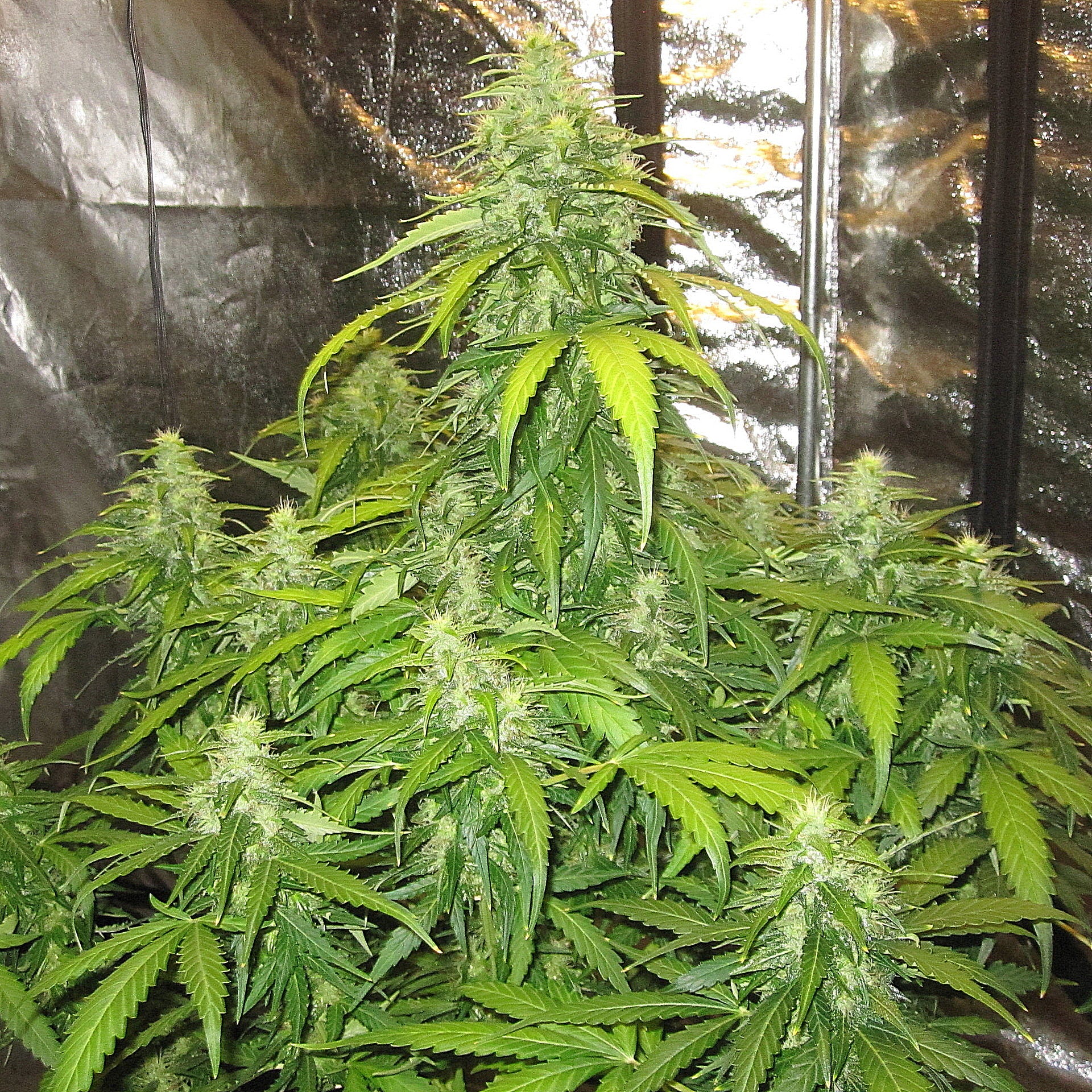 Dr Choice Seeds - Devotchka Auto