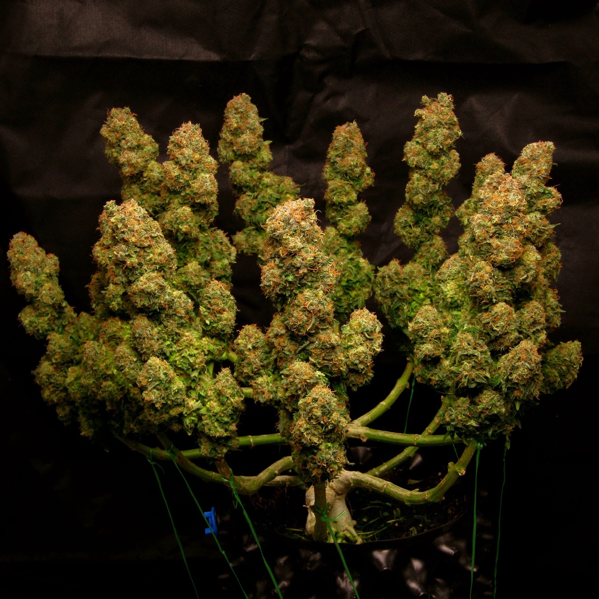 Dr Choice Seeds - Cali Crasher Photoperiod