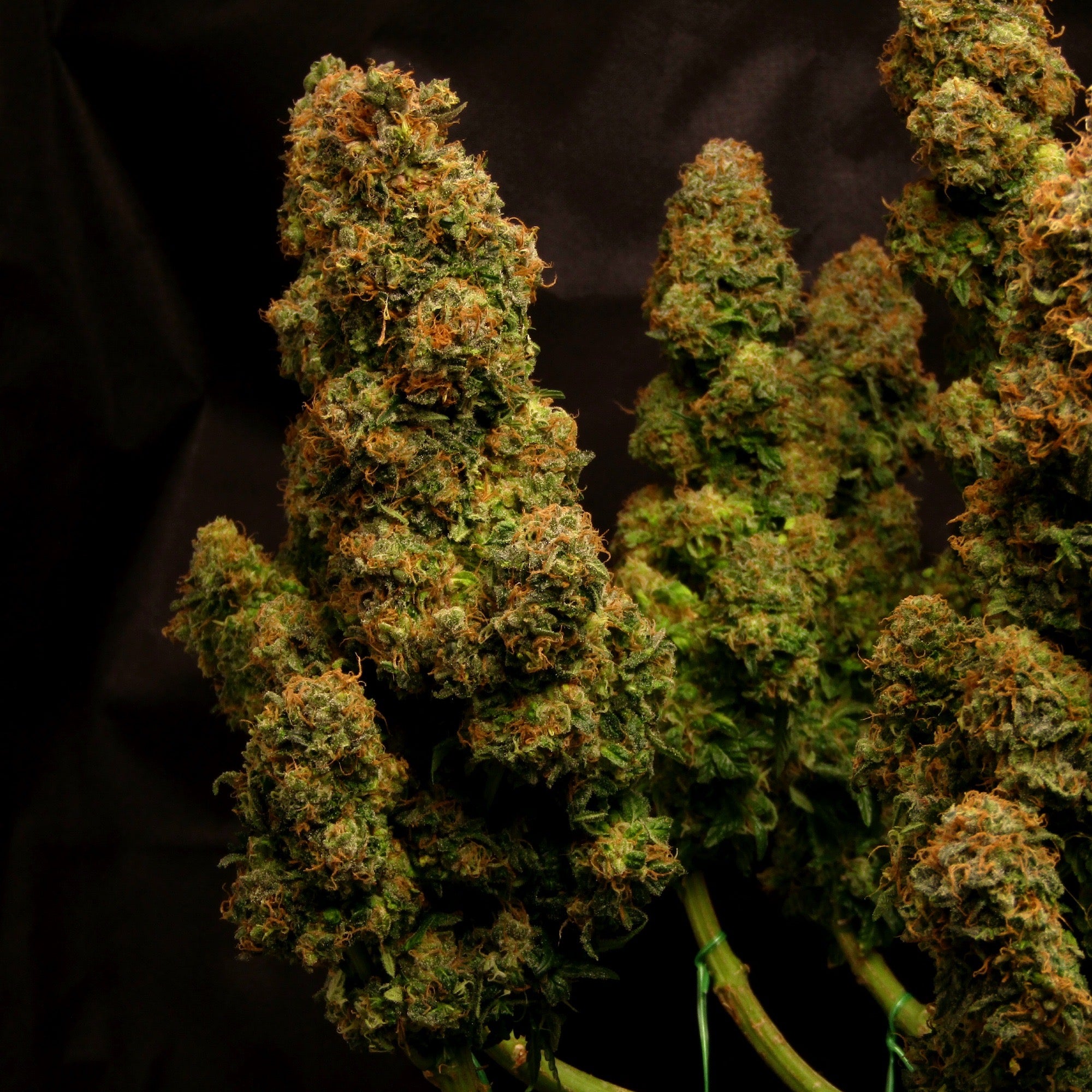 Dr Choice Seeds - Cali Crasher Photoperiod