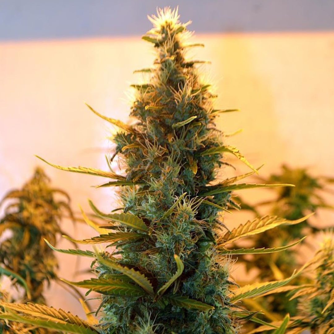 Dr Choice Seeds - Lowryder Feminized (IBL) Auto