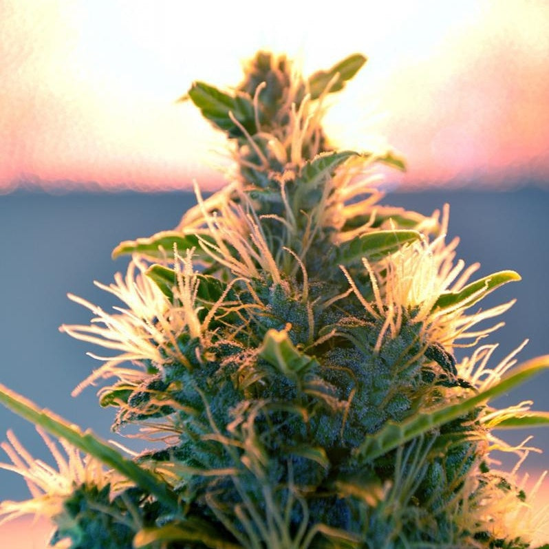 Dr Choice Seeds - Lowryder Feminized (IBL) Auto