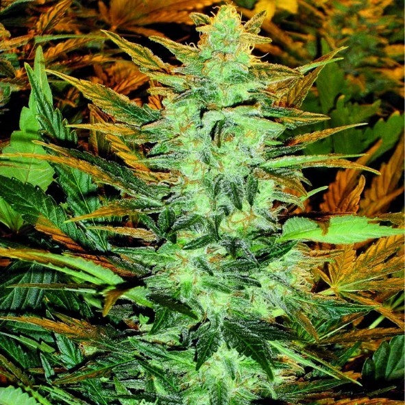 Dr Choice Seeds - Lowryder Feminized (IBL) Auto