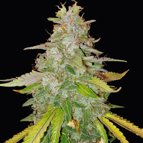 Dr Choice Seeds - Niagara Auto