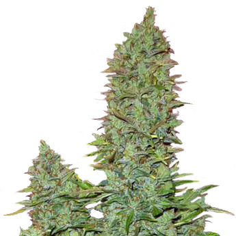 Dr Choice Seeds - Ogre Auto