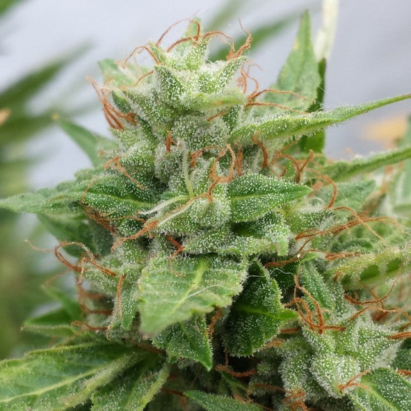 Dr Choice Seeds - Ogre Auto