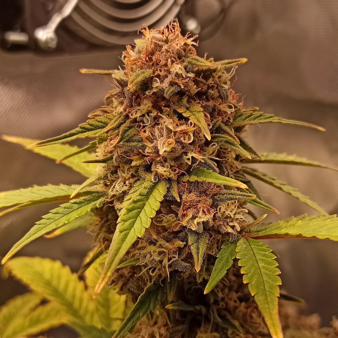 Dr Choice Seeds - Purple Ryder Auto