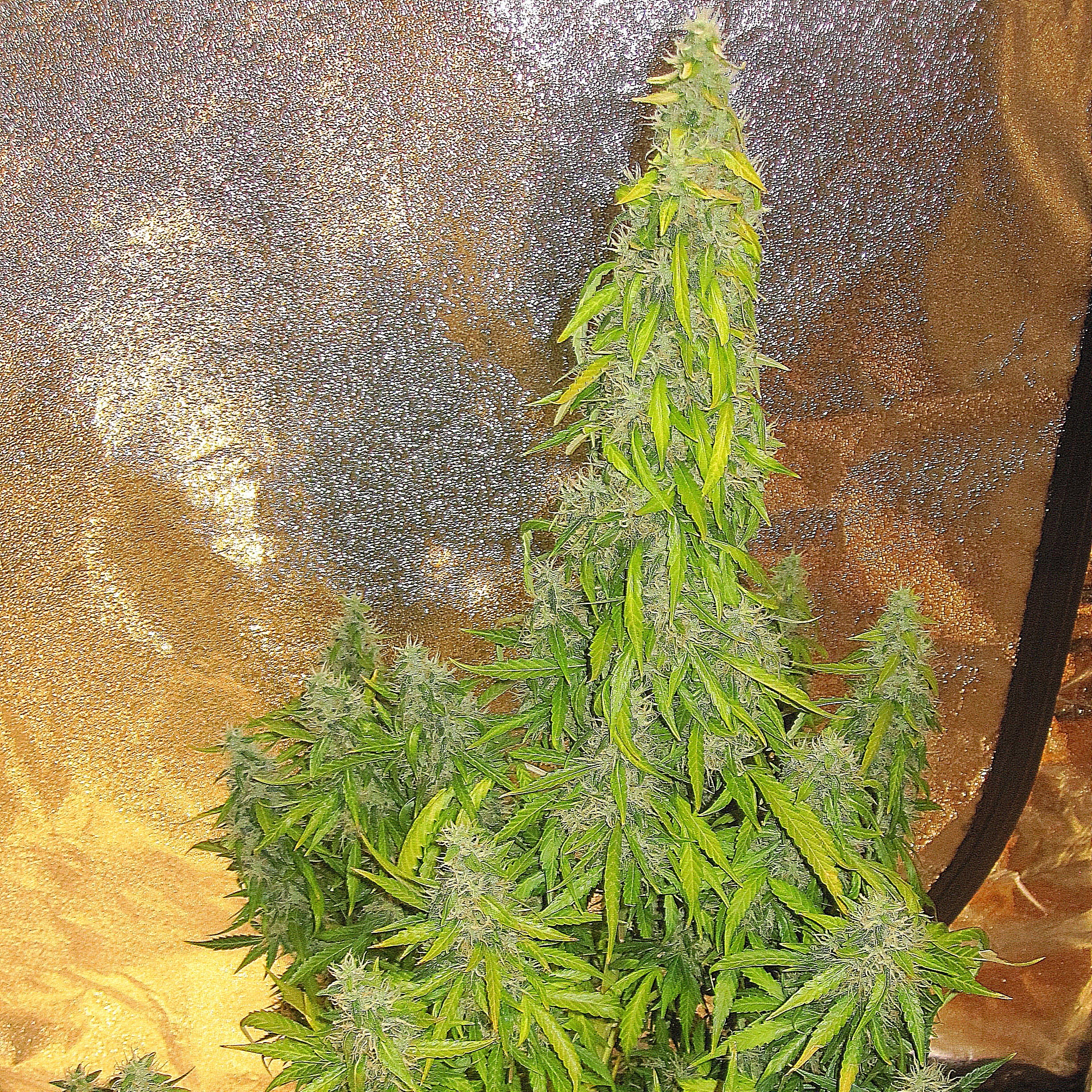 Dr Choice Seeds - Rock Machine Auto