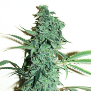 Dr Choice Seeds - Niagara Auto