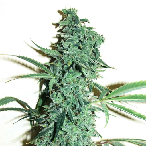 Dr Choice Seeds - Niagara Auto