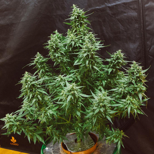 Dr Choice Seeds - Ogre Auto