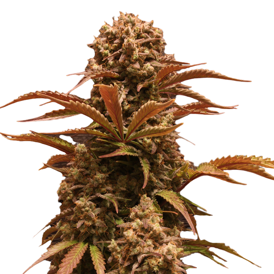 Dr Choice Seeds - Purple Ryder Auto