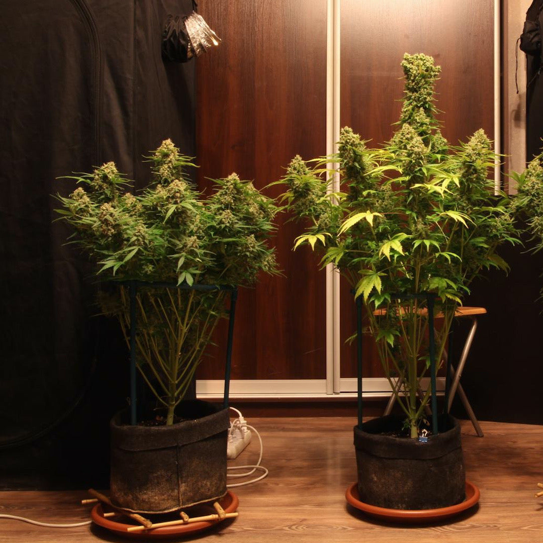 Dr Choice Seeds - Devotchka Auto