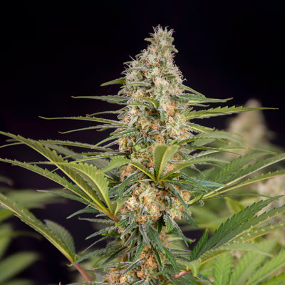 Dr Choice Seeds - Cali Crasher Photoperiod