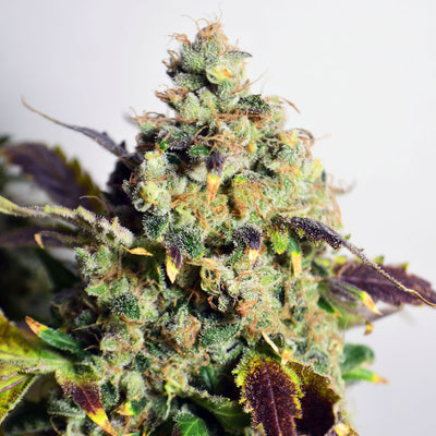 Dr Choice Seeds - DC Kush Photoperiod